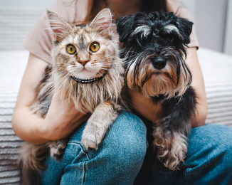 Envenenamiento en perros y gatos: signos de ...