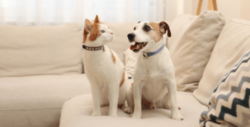Parásitos internos en perros y gatos: cómo ...