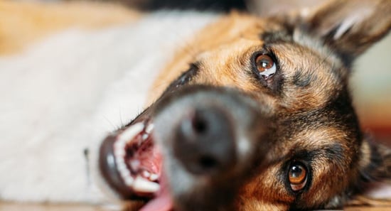 Alergias en perros y gatos: cómo proteger a ...