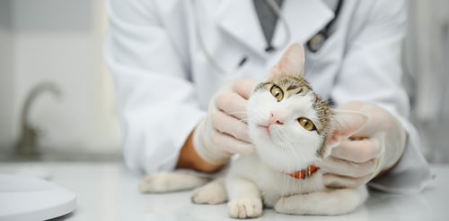 Ácaros del oído en perros y gatos, ¿qué son ...