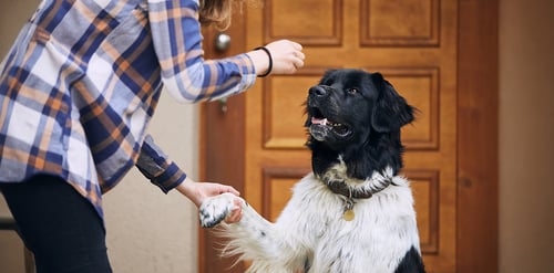 Adiestramiento de perros, ¿por qué es ...