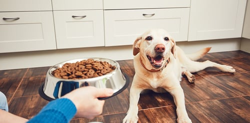Alimentación en mascotas y su diferencia con ...