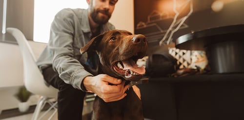 ¿Cómo evitar las pulgas en perros? ...