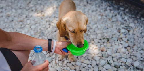 ¿Cómo prevenir el golpe de calor en perros ...