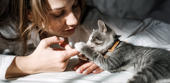 Comportamiento de los gatos, ¿qué te está ...