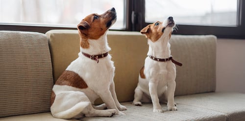 Comportamiento en perros, ¿qué significan y ...