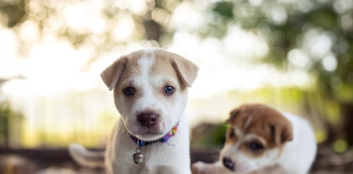 Consejos para un hogar seguro para cachorros ...
