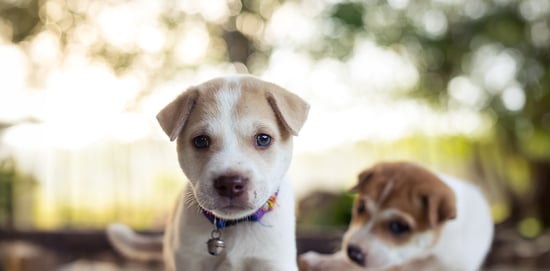 Consejos para un hogar seguro para cachorros ...