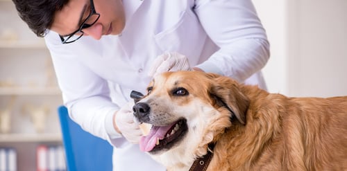 Convulsiones en perros, ¿qué hacer al ...
