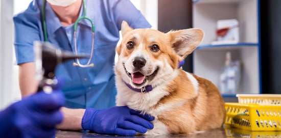 Desparasitación en perros, ¿cómo mantenerlos ...