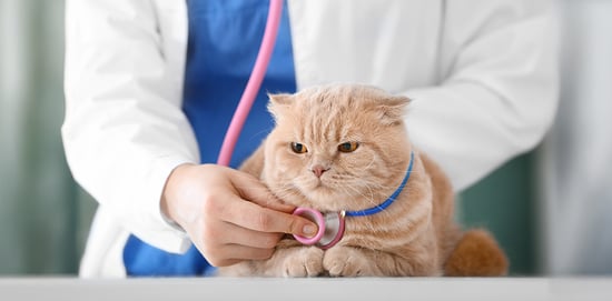 5 consejos para prevenir alergias en gatos