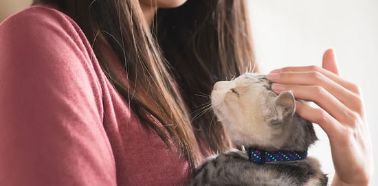 Enfermedades de los ojos en gatos, ¿cómo ...