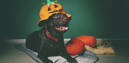 Mascotas en Halloween y Día de Muertos, así ...