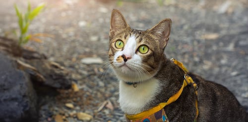 Perritas y gatas en celo, ¿qué hacer y qué ...