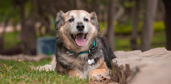 Prevención en mascotas de edad avanzada para ...