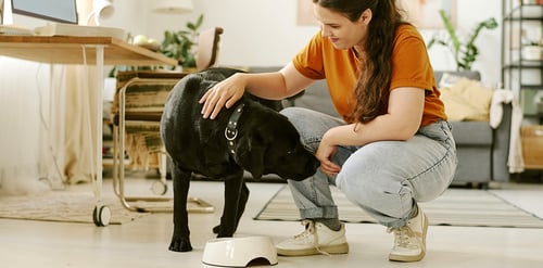 Profilaxis dental en perros: cuida su boca y ...