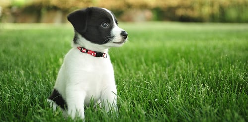 Rutina para que tu cachorro vaya al baño en ...