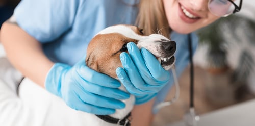 Salud dental en mascotas: prevención y ...