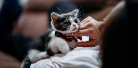 Vacunas para gatos, ¿cómo saber cuáles ...