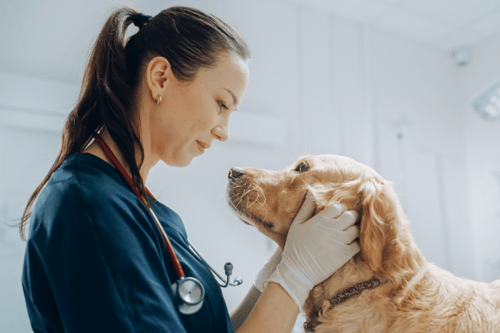 Signos de envenenamiento en perros: Cómo ...