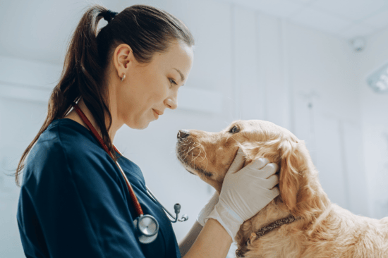 Signos de envenenamiento en perros: Cómo ...