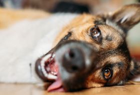Verdad o mito del efecto del calor sobre los perros parte 2