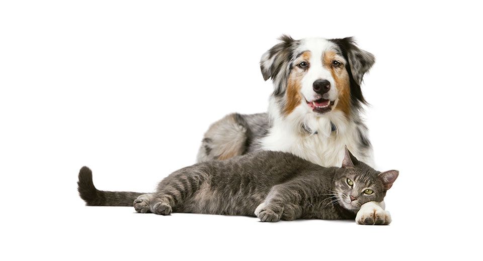 alondra ganar Moretón Diferencias entre perros y gatos